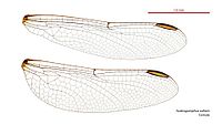 Female wings