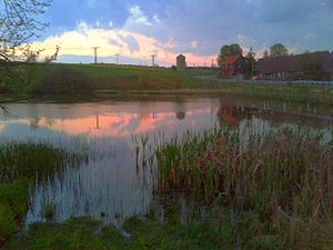 Der Teich kurz vor Sonnenuntergang