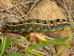 Basiothia schenki (Sphingidae, Macroglossinae)