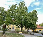 Baumhasel (Corylus colurna)