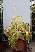 Begonia bowerae во Ботаничката градина на ПМФ во Скопје.
