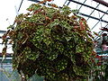 Begonia bowerae