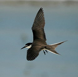 Bridled tern in flight