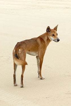 Canis lupus dingo