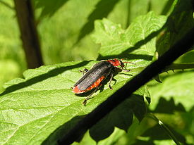 Мягкотелка красноногая (Cantharis rustica)