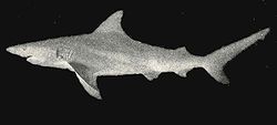Carcharhinus limbatus.jpg