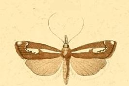 Catoptria corsicellus