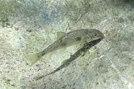 Catostomus occidentalis occidentalis