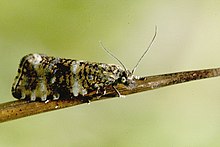 Celypha.lacunana.jpg