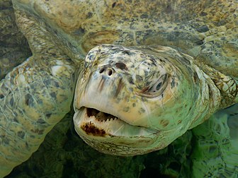 La tête d'une tortue verte atteinte d'albinisme à Kélonia, un aquarium public de l'île de La Réunion. (définition réelle 2 560 × 1 920)