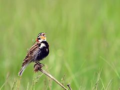 Description de l'image Chestnut-collared longspur male (16381245751).jpg.