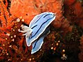 Chromodoris willani is a dorid nudibranch. Dorids breathe with branchial plumes on their back.