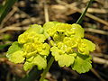 Kevätlinnunsilmä (Chrysosplenium alternifolium)