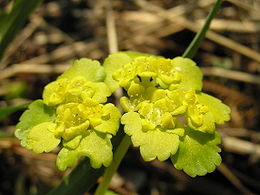 Pražangialapė blužnutė (Chrysosplenium alternifolium)