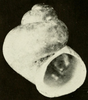 photo of apertural view of a shell