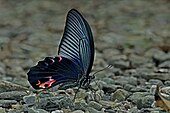 Papilio protenor mâle, ailes fermées