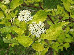 A fehér som (Cornus alba) virágzatai és levelei