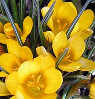 Hollandse gele krokus