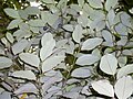 Cryptocarya rigida − underside of leaves