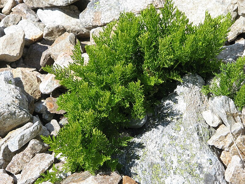 Cryptogramma crispa