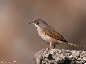 נקבה, C. c. orbitalis, לאס פאלמאס, האיים הקנריים