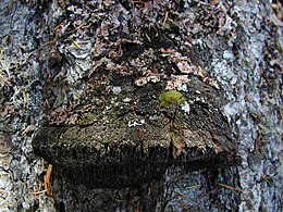 Echinodontium tinctorium