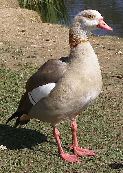 Egyptian Goose grey morph