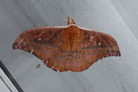 <b> Imperiestro Moth Top.JPG </b>