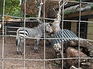 神奈川県川崎市の夢見ヶ崎動物公園における倒木の様子