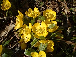 Winterling (Winter aconite)