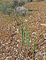 Eriogonum inflatum "Desert trumpet"