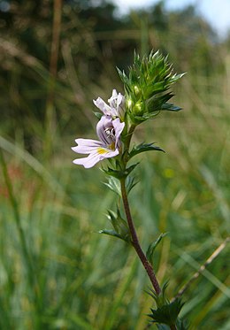 Stačioji akišveitė (Euphrasia stricta)