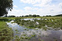 89. Platz: Ökologix mit Feuchtwiese im Nationalpark Unteres Odertal