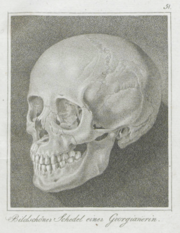 The Georgian female skull Johann Friedrich Blumenbach discovered in 1795, which he used to hypothesize origination of Europeans from the Caucasus. Georgierin.png