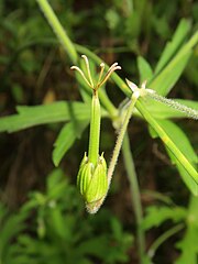 花が終わると花柄はやや下向きに下がり、細長い蒴果を上向きにつけ、細毛が生える。