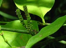 Mannelijke plant met meeldraden