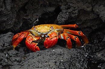 Grapsus grapsus sur le littoral des îles Galapagos. (définition réelle 3 008 × 2 000)