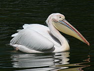 Rózsás gödény (Pelecanus onocrotalus)