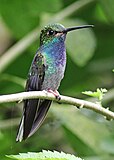 Kvithalebergstjerne, Urochroa leucura. Ungfugl i nordaustre Ecuador Foto: Joseph C Boone