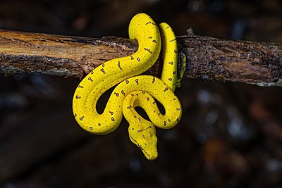 Ular sanca hijau muda (Morelia viridis ssp. shireenae) menggantung di atas batang pohon di Lockhart, Queensland, Australia.