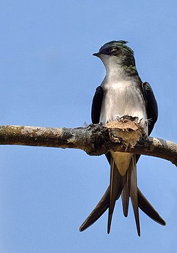 Самиця клехо зеленокрилого (Hemiprocne longipennis)