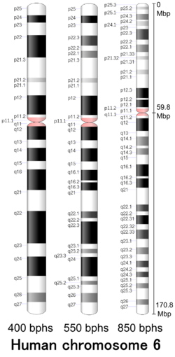 G-banding ideogram of human chromosome 6 in resolution 850 bphs. Band length in this diagram is proportional to base-pair length. This type of ideogram is generally used in genome browsers (e.g. Ensembl, UCSC Genome Browser).