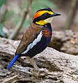 Dume la Malayan banded pitta