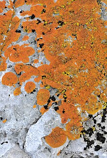 lichen photographed in Antarctica