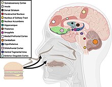 Active brain areas in taste perception Jaime Lara 2023 PMID 36409650 Figure 8.jpg