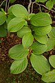 Foliage