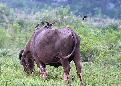 Serĉado de insektoj sur bubala dorso kun Nigra Drongo en Kalkato, Okcidenta Bengalo, Barato.