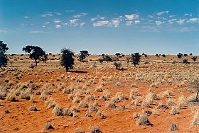 Pogled na tipični pejzaž pustinje Kalahari