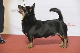 Lancashire heeler