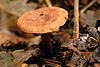 Lactarius quietus